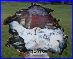 SiS UNIQUELY BEAUTIFUL 8 Hubbard Basin Petrified Wood Round TOP GRADE