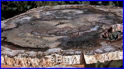 SiS UNIQUE 14 Madagascar Petrified Wood GEODE Slab REALLY EYE CATCHING