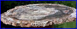 SiS UNIQUE 14 Madagascar Petrified Wood GEODE Slab REALLY EYE CATCHING