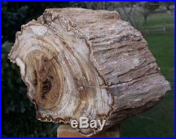 SiS Ultra-Rare 14 lb. BURMESE Petrified Wood Log from MYANMAR White MANSONIA