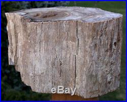 SiS Ultra-Rare 14 lb. BURMESE Petrified Wood Log from MYANMAR White MANSONIA