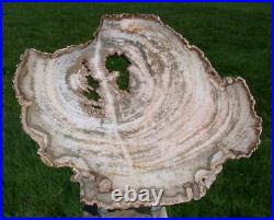 SiS Ultra-Rare BURMESE Petrified Wood Round from MYANMAR White MANSONIA