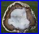 SiS_VERY_RARE_Petrified_Wood_Round_Fossil_WALNUT_Post_Oregon_ESTATE_COLLECTION_01_voln