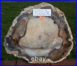 SiS VERY RARE Petrified Wood Round Fossil WALNUT Post Oregon ESTATE COLLECTION