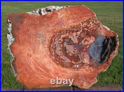 SiS ZANY 200 Million Year Old 12 Arizona BLACK & RAINBOW Heart Petrified Wood