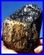 Sierra_Nevada_Mountains_petrified_wood_rough_Beautiful_Material_With_Rare_Color_01_diej