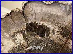Souvenir Of Ginkgo Petrified Wood Forests Oak Bookends Book Ends 15 LBS