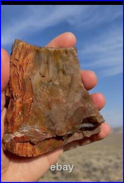 Sparkling Druzy Crystal Covered Petrified Agatized Opalized Wood Wow! Ultra Rare