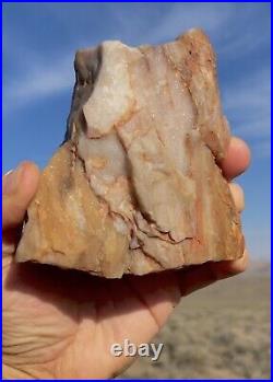 Sparkling Druzy Crystal Covered Petrified Agatized Opalized Wood Wow! Ultra Rare