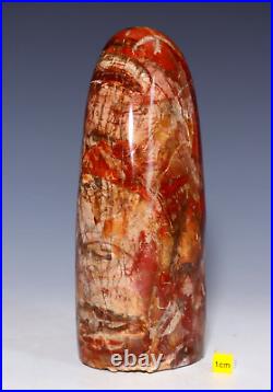 Spectacular Petrified Fossilised Wood Polished Freeform Arizona Rainbow 1464g