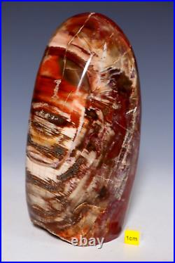 Spectacular Petrified Fossilised Wood Polished Freeform Arizona Rainbow 1468g