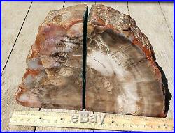 Spectacular Petrified Wood Bookends Felted FREE SHIPPING