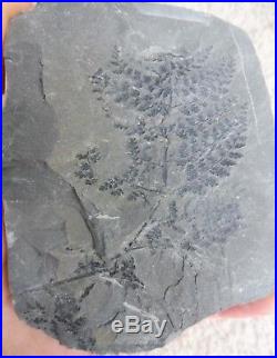 Sphenopteris sp Fossil Fern Poland Carboniferous