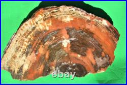 SrsArizona Red Agatized Petrified WoodFine Color1/2 Round 25 +lbs