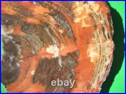 SrsArizona Red Agatized Petrified WoodFine Color1/2 Round 25 +lbs