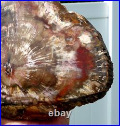 Stunning 8 Pound Large PETRIFIED WOOD Quartz Crystal FOSSIL Display For Sale