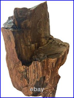 Stunning Details! 7.5x6Free Standing Petrified Wood With Rare Black Color! #27