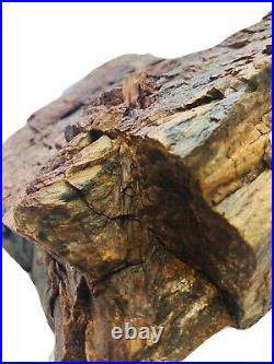 Stunning Details! 7.5x6Free Standing Petrified Wood With Rare Black Color! #27
