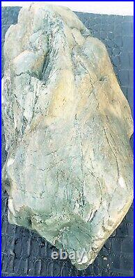 Super Large Piece Of Natural Blue Agatized Petrified Wood