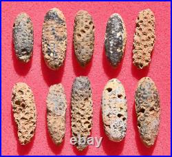TEN Petrified Pine Cones, with seeds, from Western Sahara (Morocco)