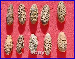 TEN Petrified Pine Cones, with seeds, from Western Sahara (Morocco)