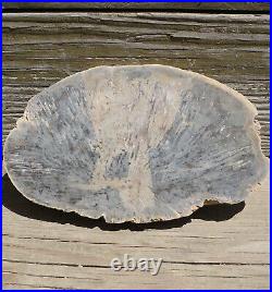 TEREDO WOOD Petrified Wood Fossil Shipworm Bored 7.8 / 198mm Morton Co, ND