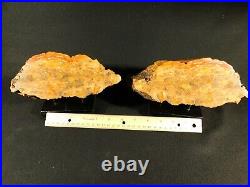 TWO! BIG YELLOW / ORANGE Polished Petrified Rainbow Wood Fossils Arizona 3705gr