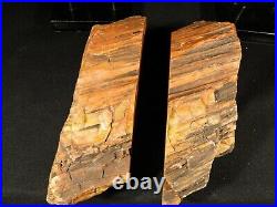 TWO! BIG YELLOW / ORANGE Polished Petrified Rainbow Wood Fossils Arizona 3705gr