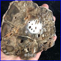 Teredo Bored Petrified Wood Juniper Kerrville, Texas Cretaceous 5.75x5 Fossil