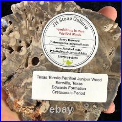 Teredo Bored Petrified Wood Juniper Kerrville, Texas Cretaceous 5.75x5 Fossil