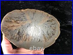 Teredo Bored Petrified Wood N. Dakota, Canon Ball Formation 8.75x5.25 fossil