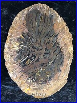 Teredo Bored Petrified Wood N. Dakota, Canon Ball Formation Cretaceous 8.5x6
