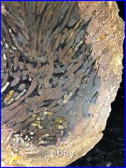 Teredo Bored Petrified Wood N. Dakota, Canon Ball Formation Cretaceous 8.5x6