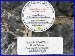 Teredo Bored Petrified Wood Slab N Dakota Canon Ball Formation 8x6.5