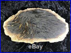 Teredo Bored Petrified Wood Slab N. Dakota, Canon Ball Formation Paleocene Epoch