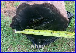 Texas Large Full Round Carbonized Petrified Log Manning Formation Fossil