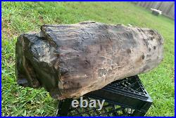 Texas Large Full Round Carbonized Petrified Log Manning Formation Fossil