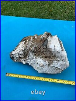 Texas Petrified Live Oak Wood Large Crystalized Pocket Rot Log 13x13x9 Fossil