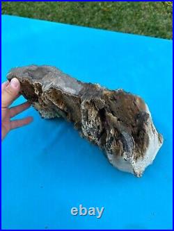 Texas Petrified Live Oak Wood Large Crystalized Pocket Rot Log 13x13x9 Fossil