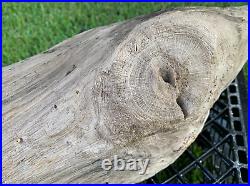 Texas Petrified Oak Wood Log Full Round Branch Radis Beaumont Formation
