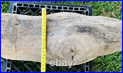 Texas Petrified Oak Wood Log Full Round Branch Radis Beaumont Formation