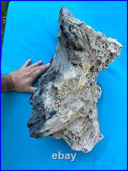 Texas Petrified Wood Beautiful Cornucopia Shaped 24 Tree Log Ideal AquaScape