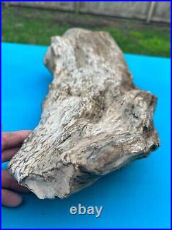 Texas Petrified Wood Large 17x8 Rotted Log Fossil Perfect Natural Aquascape