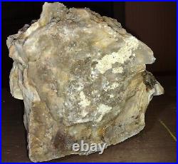 Texas Petrified Wood with Shiney Sparkling Crystals. See Discription for Video