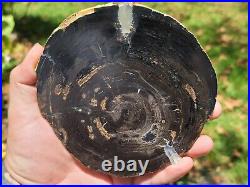 Tom Miner Basin Montana Petrified Wood slab Old Collection Perfect Round