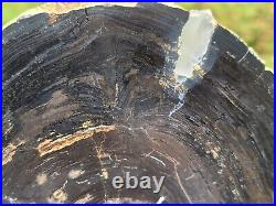 Tom Miner Basin Montana Petrified Wood slab Old Collection Perfect Round