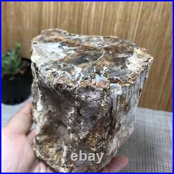 Top 104MM Natural Petrified Wood Rough Slice Madagascar 1308g A1703