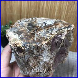 Top 104MM Natural Petrified Wood Rough Slice Madagascar 1308g A1703