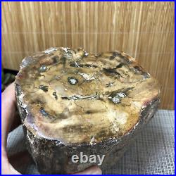 Top 104MM Natural Petrified Wood Rough Slice Madagascar 1936g A1702