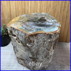 Top 125MM Natural Petrified Wood Rough Slice Madagascar 4.85kg A1707